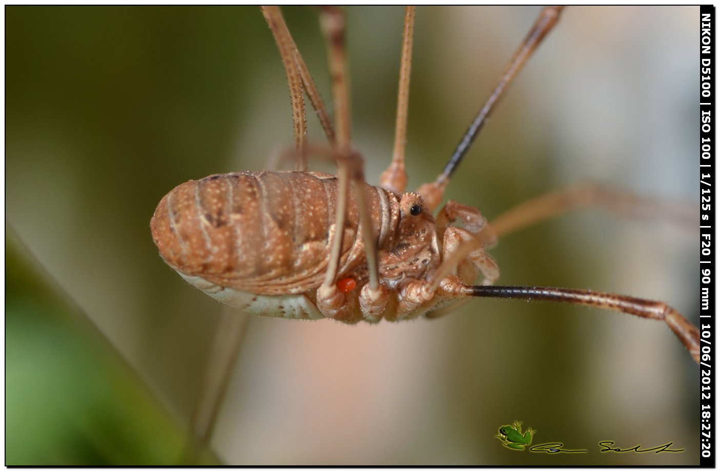 Dasylobus argentatus  da Villanova Monteleone 148